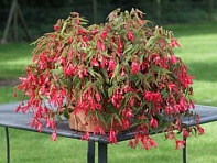 Бегония боливийская ампельная (Bossa Nova F1)