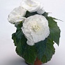 Бегония клубневая махровая (Begonia tuberhybrida)