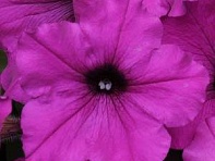 Петуния ампельная гибридная (Easy Wave F1)