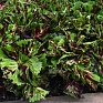 Колеус гибридный (Coleus х hybrida) Колеус гибридный (Coleus х hybrida)