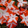 Бальзамин Уоллера (Impatiens walleriana) Бальзамин Уоллера (Impatiens walleriana)