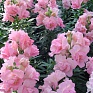Львиный зев (Антирринум) махровый (Antirrhinum majus)