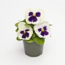 Виола виттрока (Viola wittrockiana)