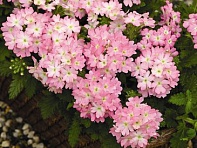 Вербена гибридная (Tuscany F1)