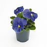 Виола виттрока (Viola wittrockiana) Виола виттрока (Viola wittrockiana)