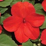 Бальзамин Уоллера (Impatiens walleriana) Бальзамин Уоллера (Impatiens walleriana)