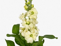 Левкой седой (Tosca)