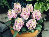 Левкой седой (Cinderella)