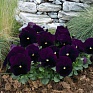 Виола виттрока (Viola wittrockiana)