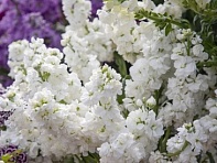 Левкой седой (Katz Hi Double)