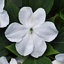 Бальзамин Уоллера (Impatiens walleriana) Бальзамин Уоллера (Impatiens walleriana)