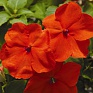 Бальзамин Уоллера (Impatiens walleriana)
