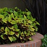 Колеус гибридный (Coleus х hybrida)