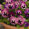 Виола Виттрока (Viola wittrockiana) Виола Виттрока (Viola wittrockiana)