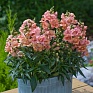 Львиный зев (Антирринум) махровый (Antirrhinum majus)
