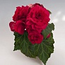 Бегония клубневая махровая (Begonia tuberhybrida)