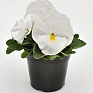 Виола виттрока (Viola wittrockiana) Виола виттрока (Viola wittrockiana)