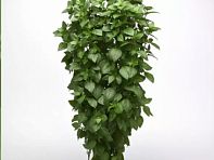 Базилик благородный (Everleaf Thai Towers) Базилик благородный (Everleaf Thai Towers)