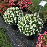 Бегония вечноцветущая (зеленая листва) (Begonia semperflorens) Бегония вечноцветущая (зеленая листва) (Begonia semperflorens)