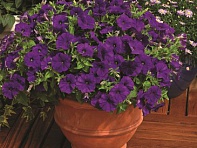 Петуния мелкоцветковая (Picobella F1)