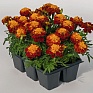 Бархатцы отклоненные (Tagetes patula) Бархатцы отклоненные (Tagetes patula)