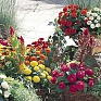 Цинния изящная (Zinnia elegans)