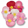 Бегония вечноцветущая (бронзовая листва) (Begonia semperflorens)