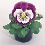 Виола виттрока (Viola wittrockiana)