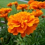 Бархатцы отклоненные (Tagetes patula) Бархатцы отклоненные (Tagetes patula)