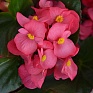 Бегония гибридная (зеленая листва) (Begonia hybrida) Бегония гибридная (зеленая листва) (Begonia hybrida)