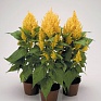 Целозия метельчатая (Celosia plumosa)
