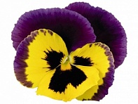 Виола виттрока (Inspire Plus F1) Виола виттрока (Inspire Plus F1)