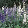 Дельфиниум высокий (Delphinium elatum) Дельфиниум высокий (Delphinium elatum)