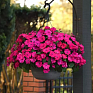Бальзамин гибридный межвидовой (Impatiens walleriana) Бальзамин гибридный межвидовой (Impatiens walleriana)