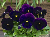 Виола Виттрока (Karma F1)