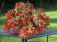 Бегония боливийская ампельная (Bossa Nova F1)