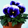 Виола Виттрока (Viola wittrockiana)