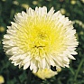 Астра китайская (Callistephus chinensis)