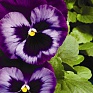 Виола Виттрока (Viola wittrockiana) Виола Виттрока (Viola wittrockiana)