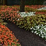 Бальзамин Уоллера (Impatiens walleriana) Бальзамин Уоллера (Impatiens walleriana)