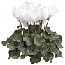 Цикламен персидский (Cyclamen persicum)