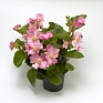 Бегония гибридная (зеленая листва) (Begonia hybrida)