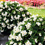 Бегония гибридная (зеленая листва) (Begonia benariensis) Бегония гибридная (зеленая листва) (Begonia benariensis)