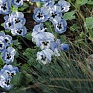 Виола виттрока (Viola wittrockiana) Виола виттрока (Viola wittrockiana)