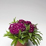 Гвоздика турецкая (Dianthus barbatus)