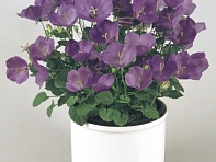 Колокольчик карпатский (Pearl) Колокольчик карпатский (Pearl)