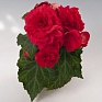 Бегония клубневая махровая (Begonia tuberhybrida)