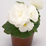 Бегония клубневая махровая (Begonia tuberhybrida)