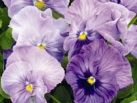 Виола Виттрока (Mariposa F1) Виола Виттрока (Mariposa F1)