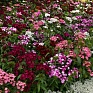 Гвоздика турецкая (Dianthus barbatus)